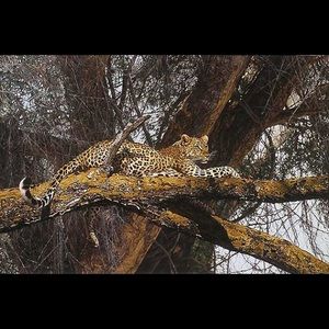 Simon combs limited edition print never framed